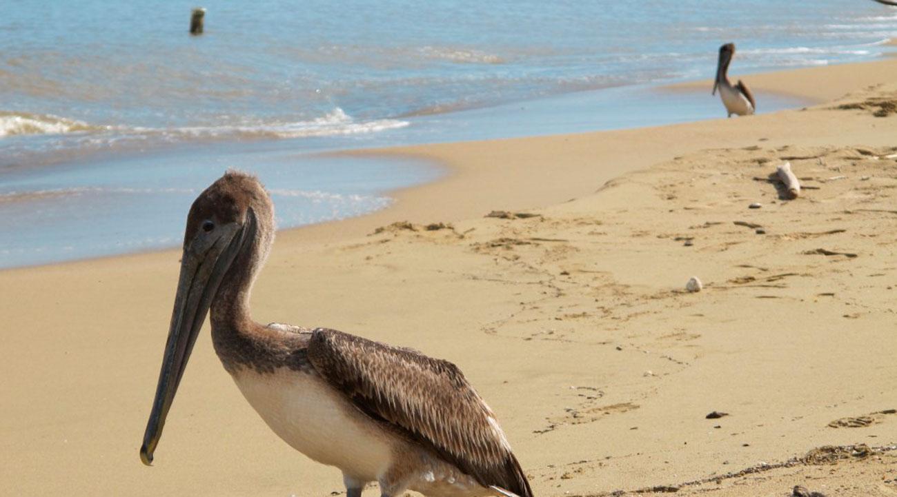 Nationaal Park Tres Hermanos Beach in Puerto Rico: Compleet Gids