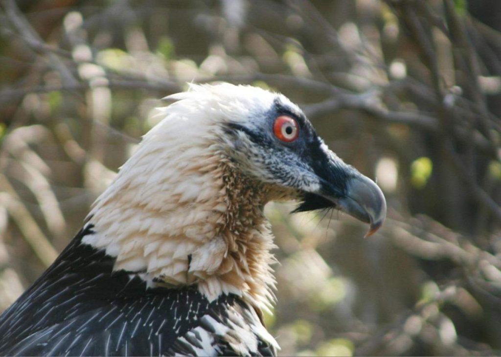 Bearded Vulture in Hohe Tauern