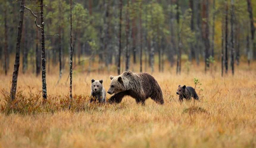 Voir une famille d'ours dans le Parc national d'Oulanka, Finlande