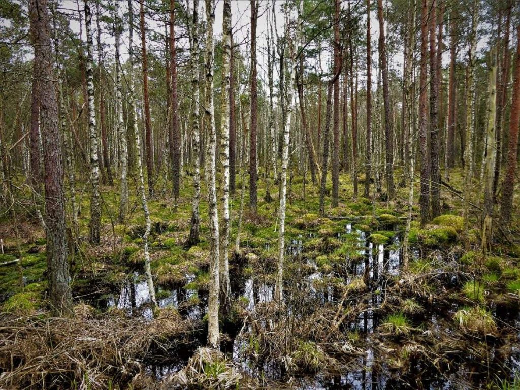 Białowieża Forest: Strict Reserve