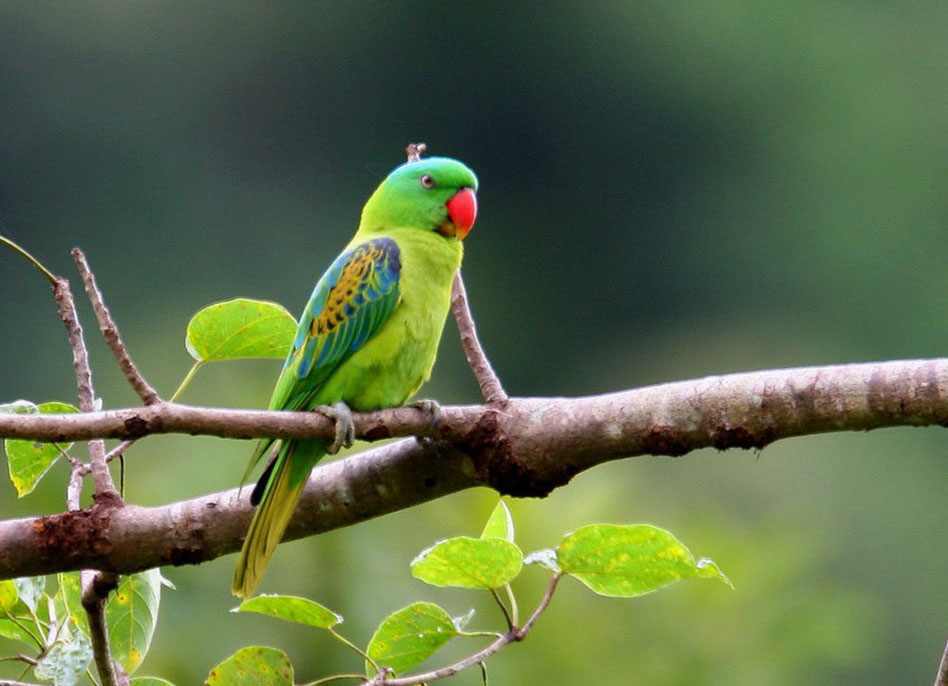 Blue-naped parrot (Tanygnathus lucionensis)