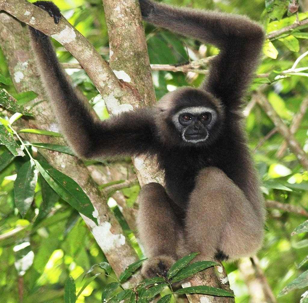 Gibbon de Bornéo (Hylobates muelleri)