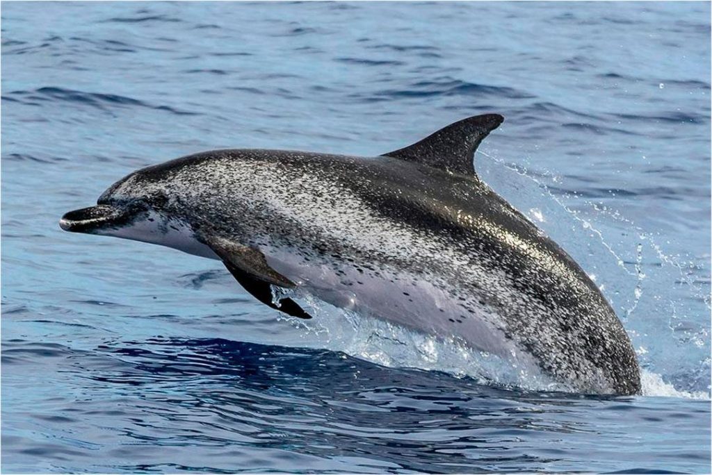 Großer Tümmler springt ins Wasser in Cabo de Hornos in Chile