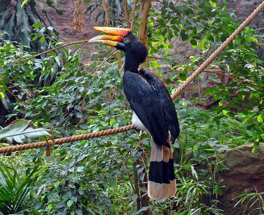 Nashornvogel (Buceros rhinoceros) im Nationalpark Gunung Mulu, Malaysia