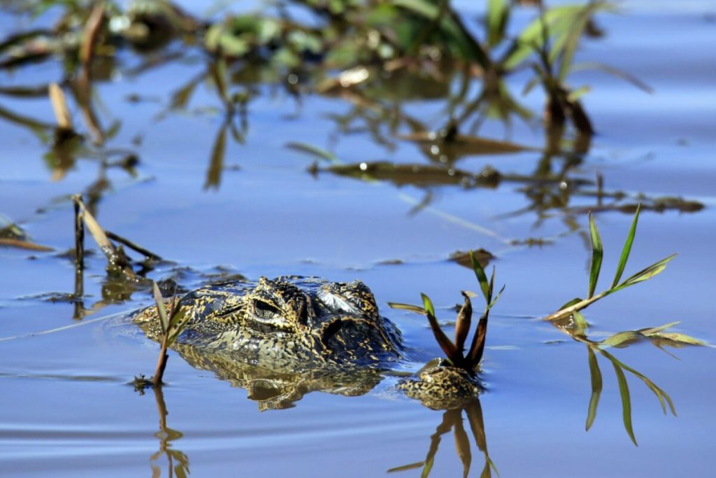 Caiman in Pantanal Matogrossense, Brazil