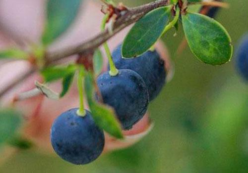 Calafate Berberis in Cerro Castillo