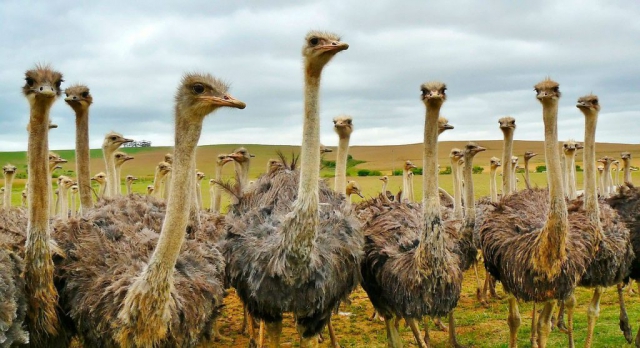 Cameia National Park: Ostriches in Foreground