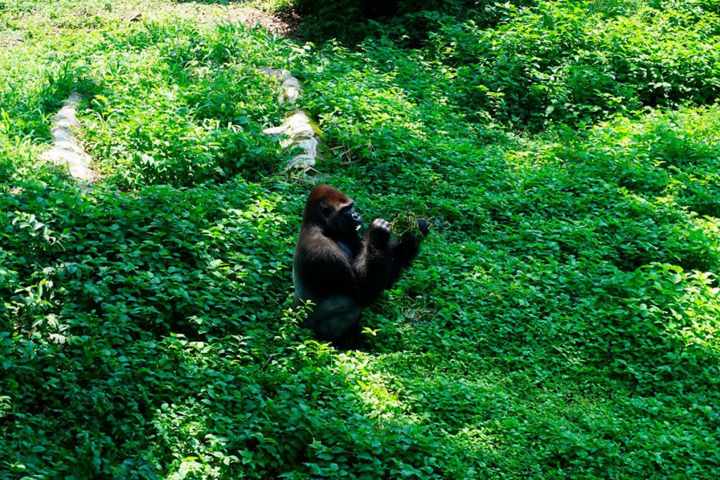 Campo-Ma'an National Park