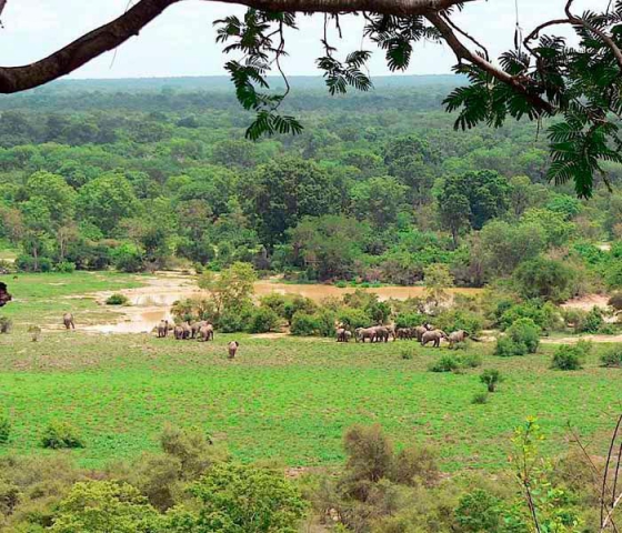 Fauna of Cangandala National Park