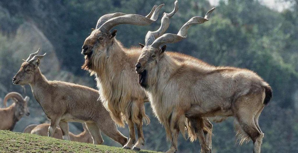 Herd of Tajik marjor (Capra falconeri heptnerni) in Köýtendag Nature Reserve, Turkmenistan