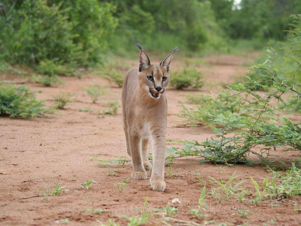 Caracal caracal schmitzi