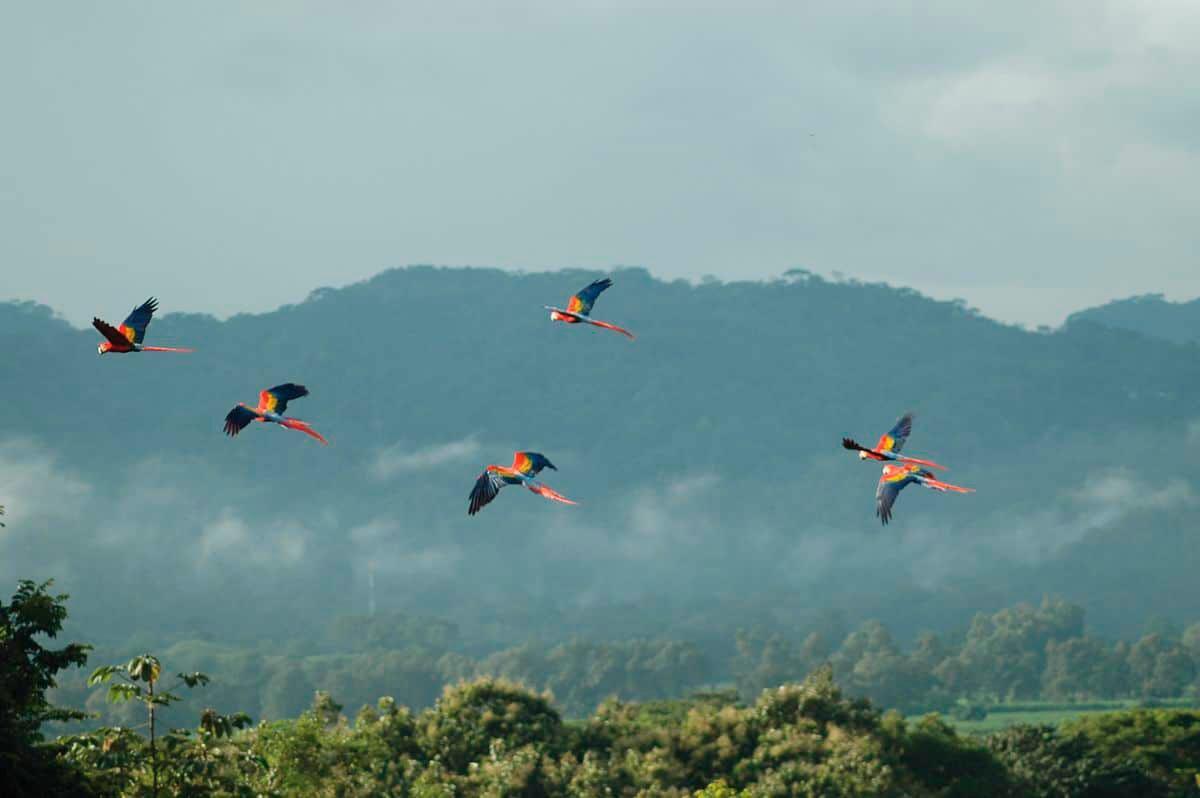 Carara National Park: Natural Adventures in Costa Rica