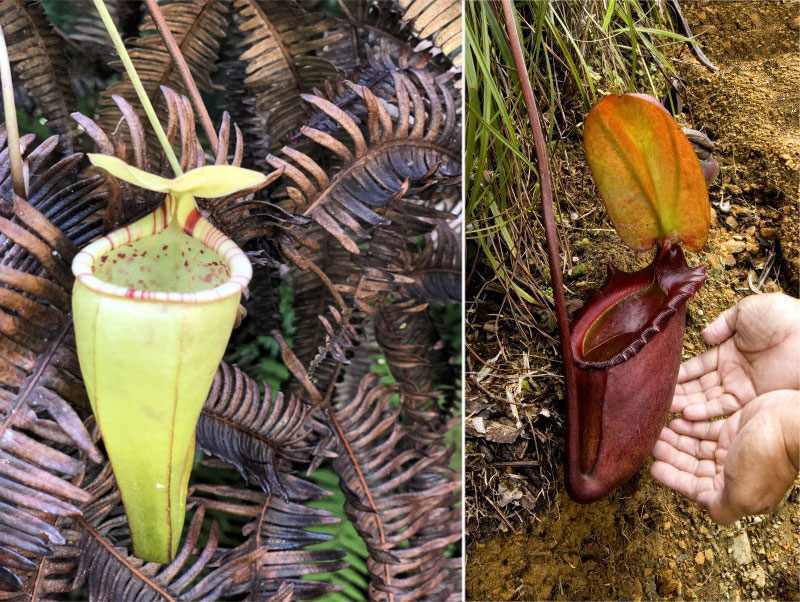 Nepenthes: Karnivorenpflanzen im Nationalpark Gunung Mulu, Borneo-Insel, Malaysia