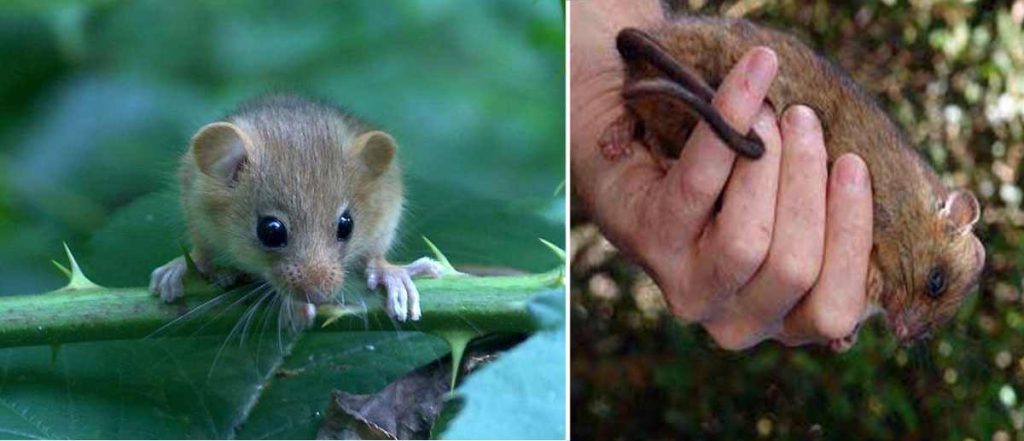 Dwarf cloud rat (Carpomys melanurus) on Mount Pulag, Philippines