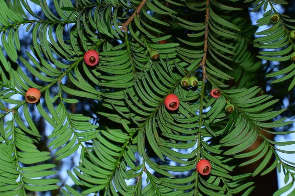 Chinese yews (Taxus chinensis)