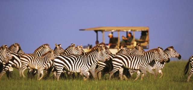 Zebras in the Chobe National Park safari