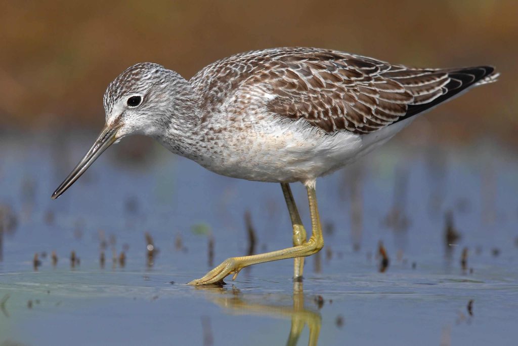 Common Greenshank (Tringa nebularia or Chonchon Ilolhi) in the Baarah Wetland, Maldives