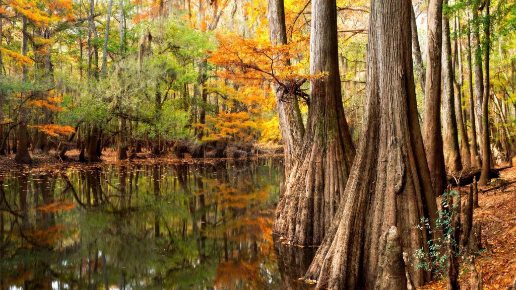 Congaree National Park