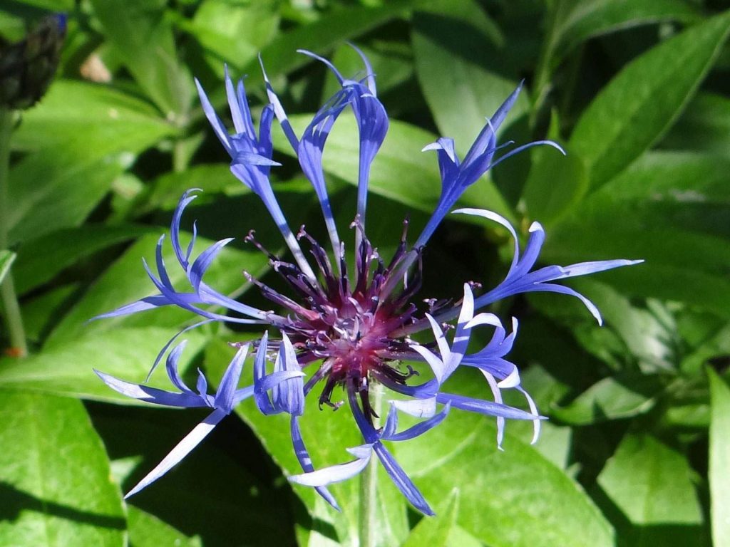 Bleuet (Centaurea mollis Waldst & Kit)