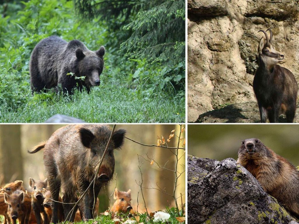 Fauna of Cozia National Park in Romania