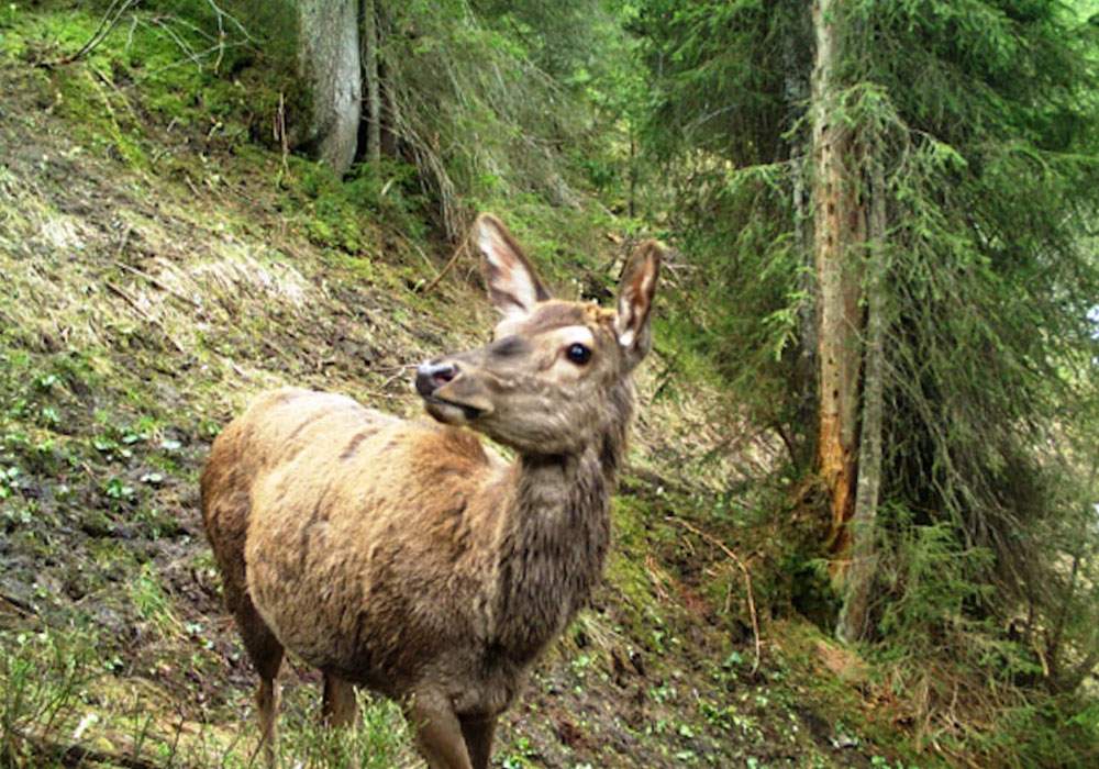 Hirsch-Safari in der Schweiz