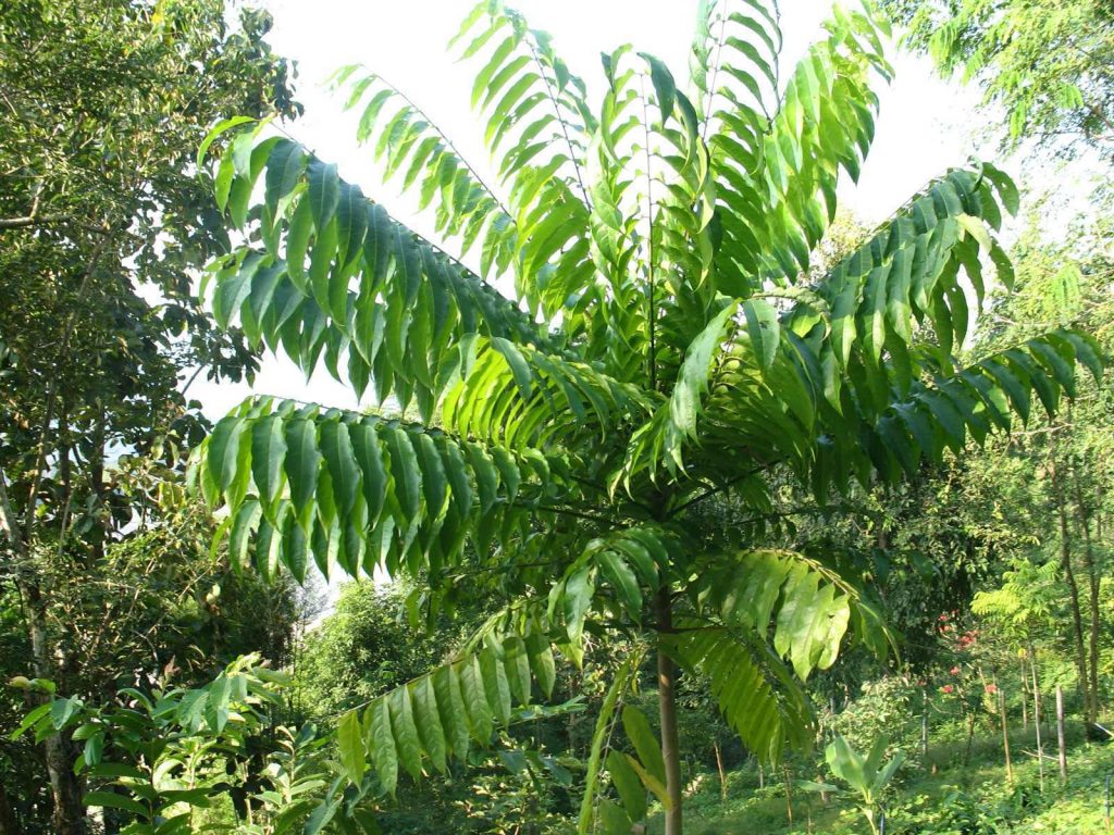 Dracontomelon dao in Puerto Princesa Park, Philippines