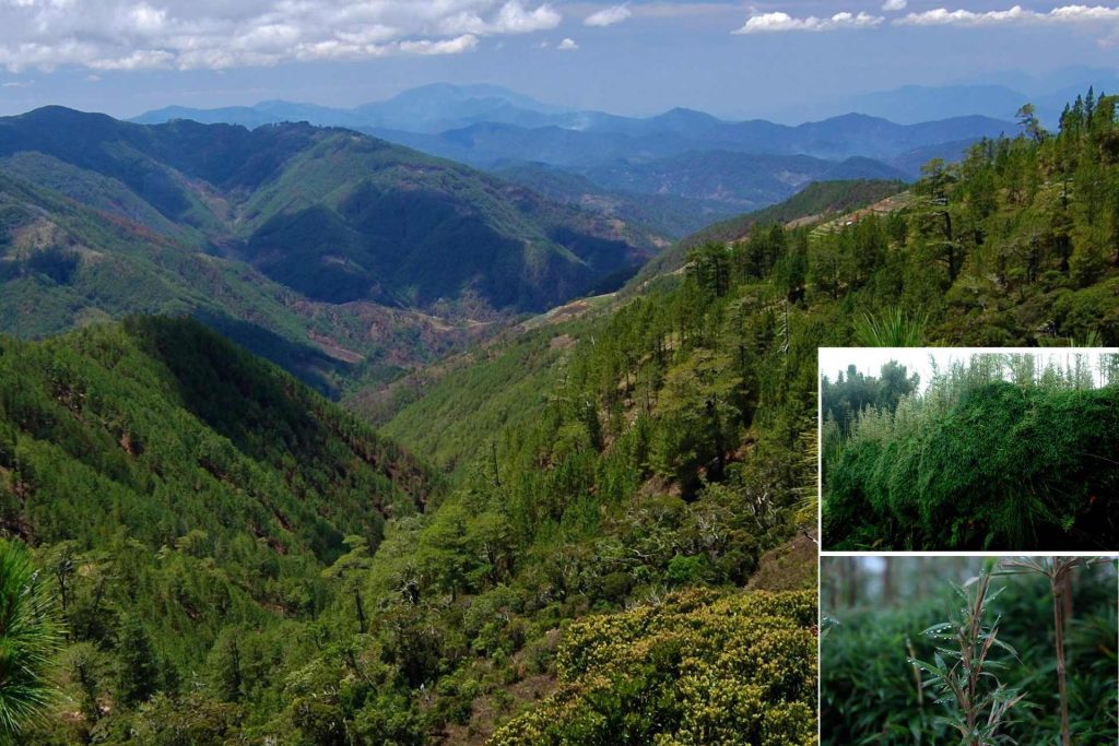 Dwarf bamboo (Yushania niitakayamensis) on Mount Pulag, Philippines