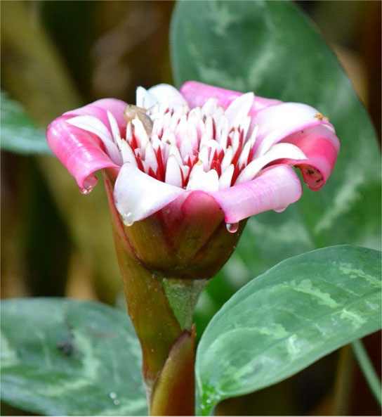 Etlingera venusta