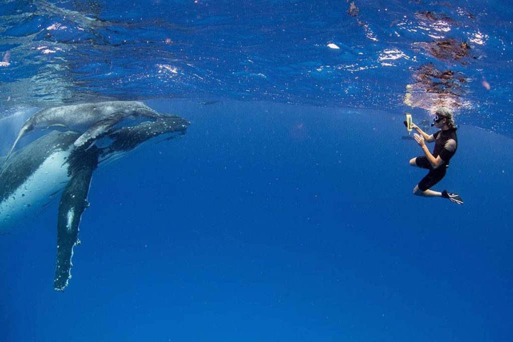 Nager avec les baleines à bosse au Parc National de ʻEua, Tonga