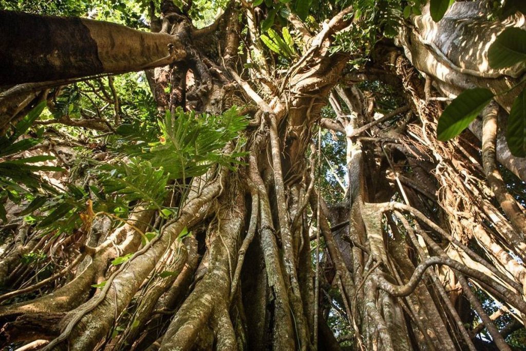 Grand Arbre Ovava (Le Grand Arbre de la Plantation Forestière)