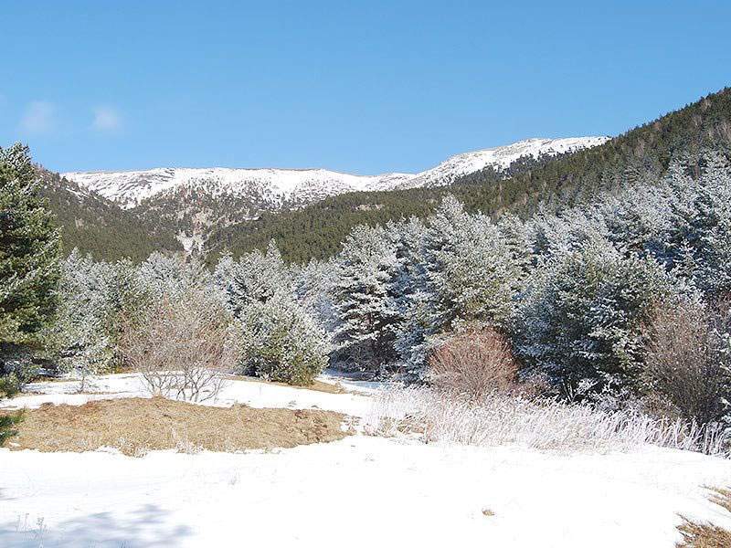 Fasnal Pine Forest (Фаснальский сосновый бор)