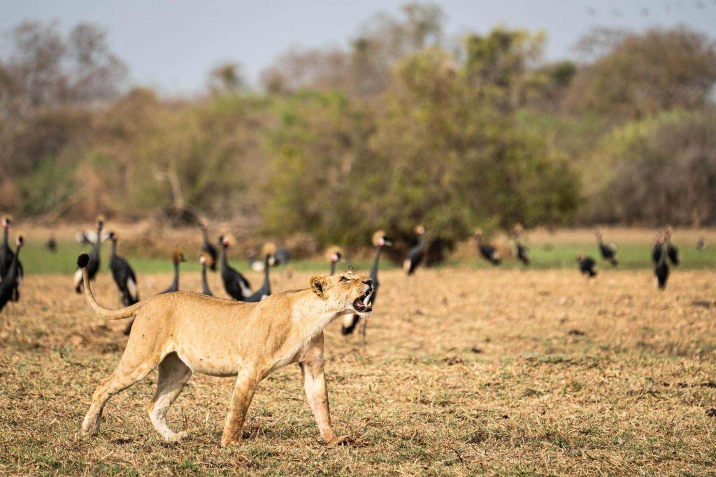 チャドの動物相、狩りをするライオンメス