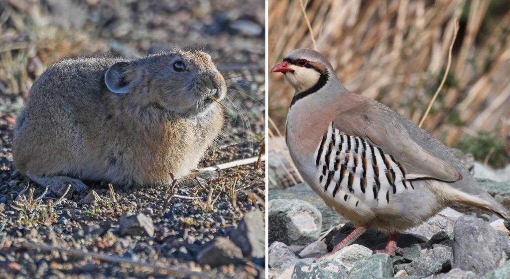 Fauna of Gobi Gurvansaikhan, Mongolia