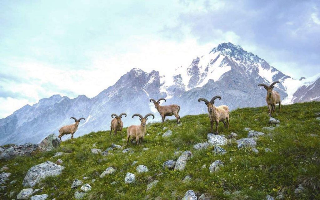 Faune du Parc National Alaniya en Russie