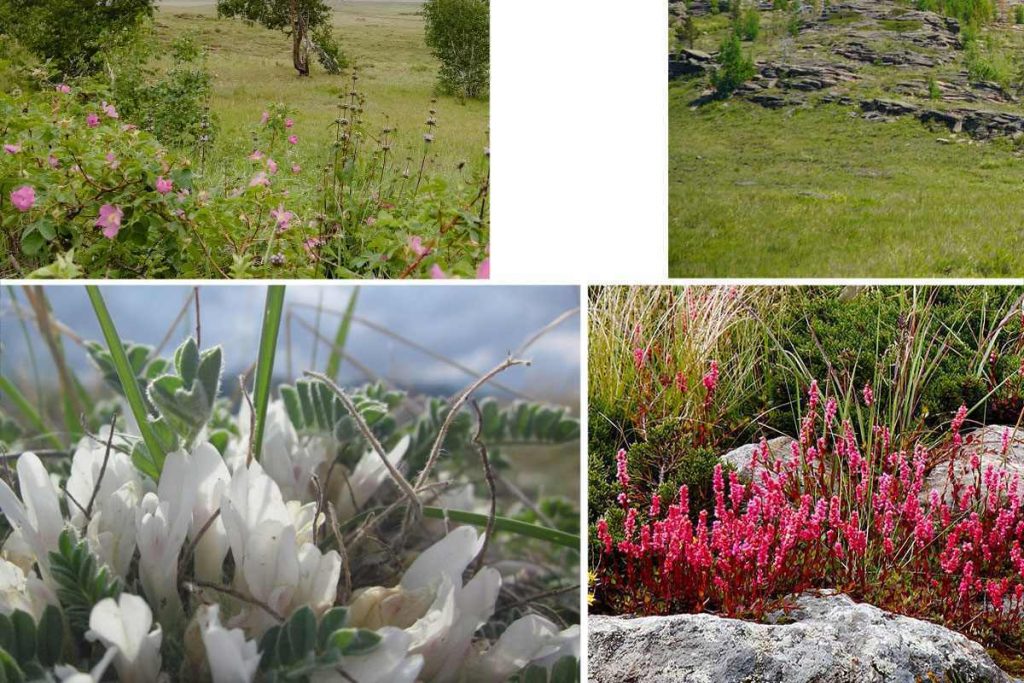 Flora und Pflanzenarten im Nationalpark Buiratau, Kasachstan