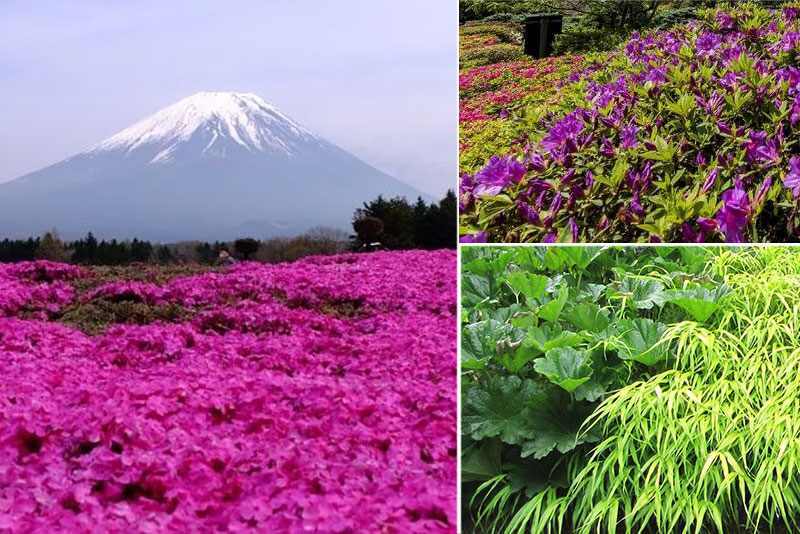 Flora of Fuji-Hakone-Izu National Park, Japan