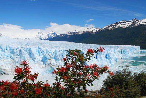 Flora of Los Glaciares National Park in Argentina