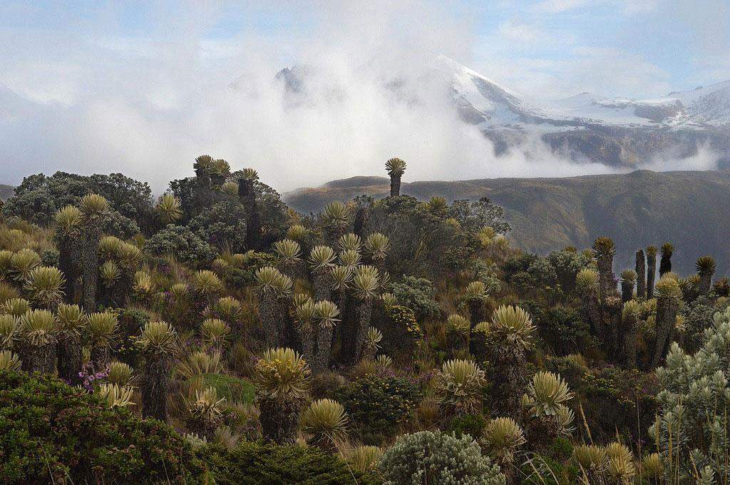 Flora of Los Nevados National Park in Colombia