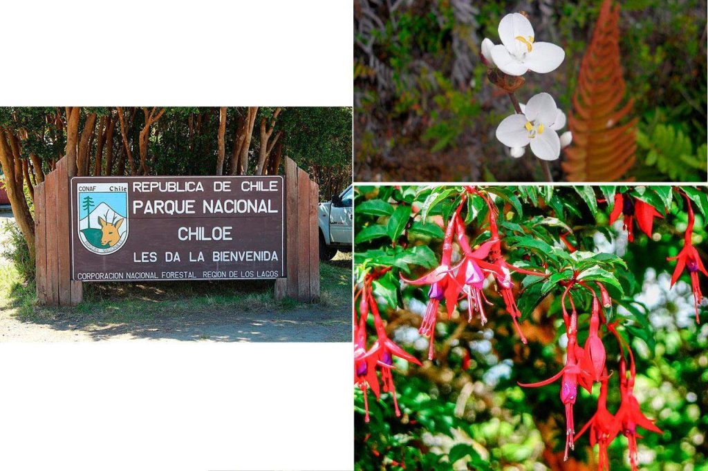 Flora of Chiloé National Park in Chile