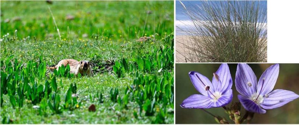 Flore du Parc national Sanjiangyuan, Qinghai, Chine