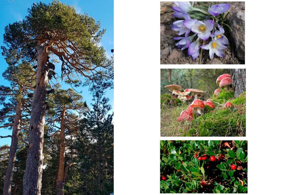 Flora und Pflanzenarten im Nationalpark Sierra de Guadarrama, Spanien