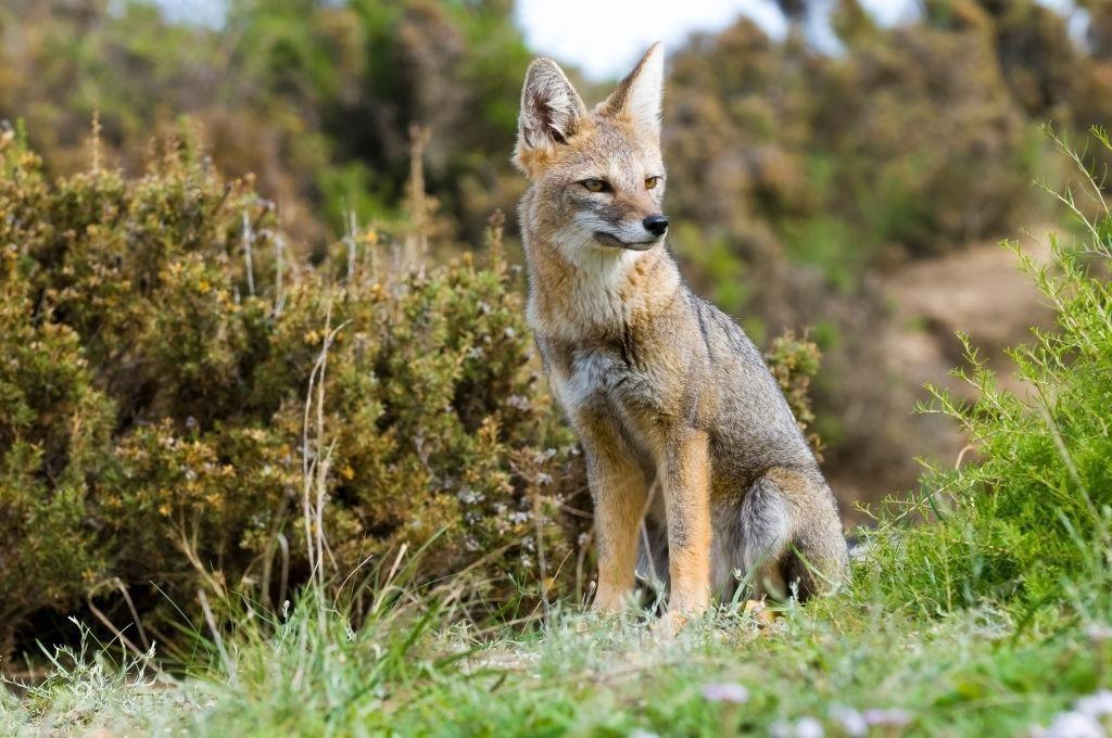 Culpeo fox (Lycalopex culpaeus)