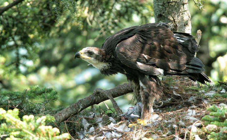 Golden eagle in Berchtesgaden National Park, Germany