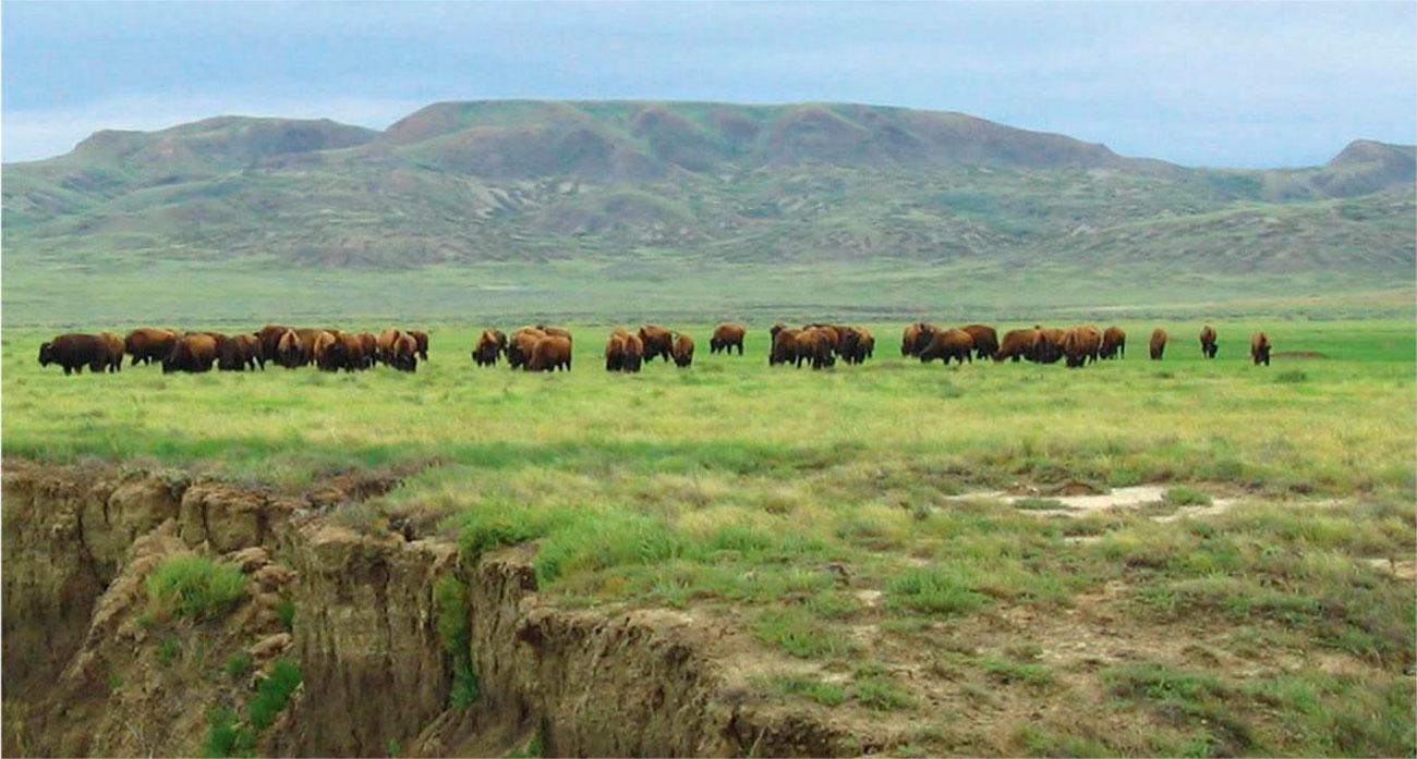 Grasslands Nationalpark