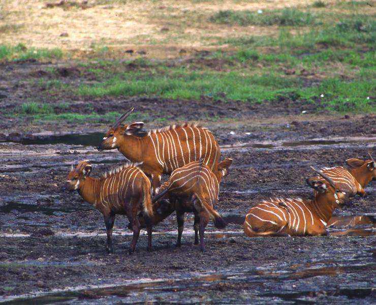 中央アフリカ共和国のボンゴの群れ（Tragelaphus eurycerus）