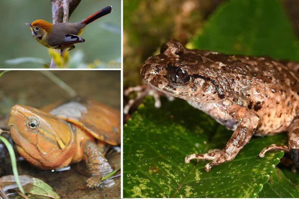 Characteristic fauna and animals of Hoàng Liên National Park, Vietnam