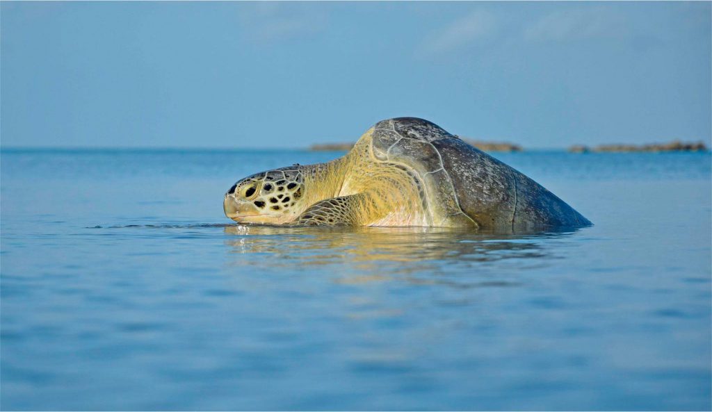 Isla Contoy National Park