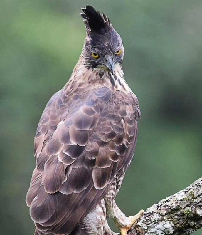 Águila de Java (Nisaetus bartelsi)