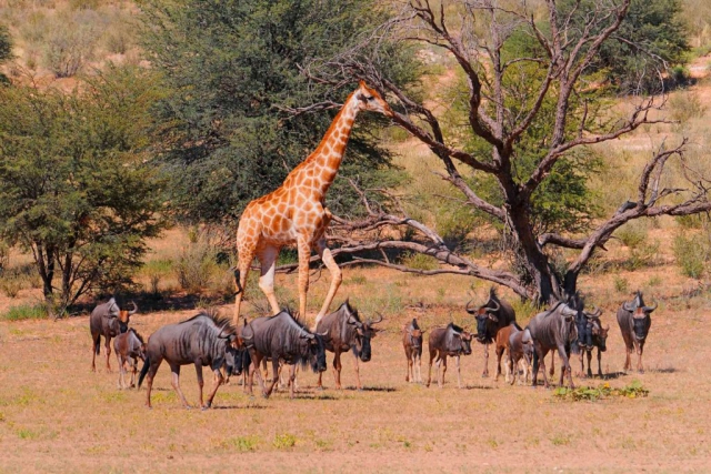 Fauna of Kgalagadi National Park