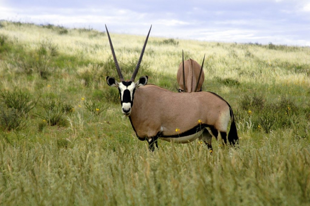 Fauna of Kgalagadi National Park